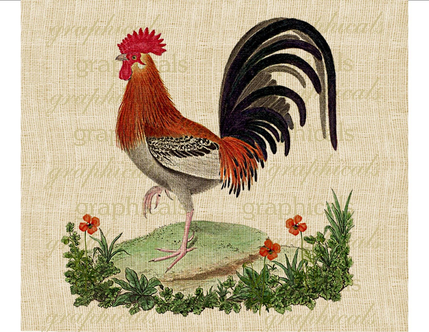 Vintage rooster French chicken orange poppies flowers digital download for fabric transfer burlap decoupage pillows No. 533