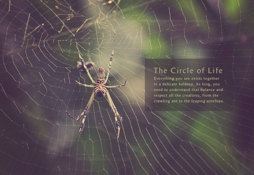 Red Spider Web in Manuel Antonio Costa Rica Photo Art Print Jungle Rain Forest Lion King Bug Insect Nature Eco Travel - 8 x 12