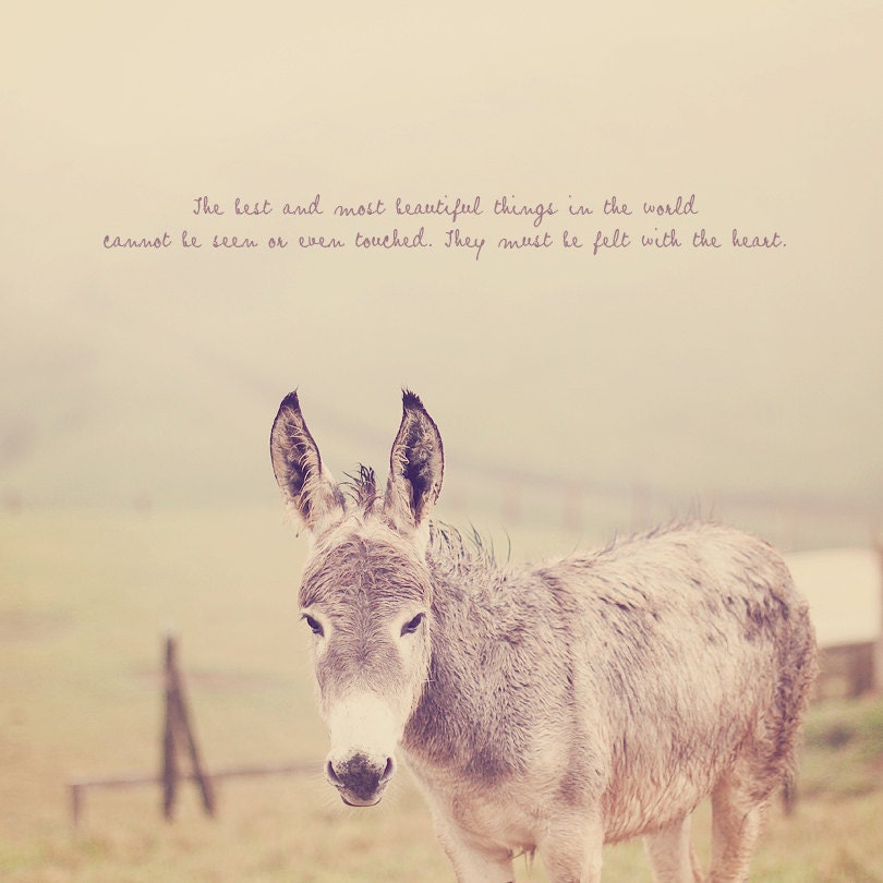 Donkey in Farm Photo Art Print Costa Rica Travel Barn Grass Haze Beautiful - 8 x 8