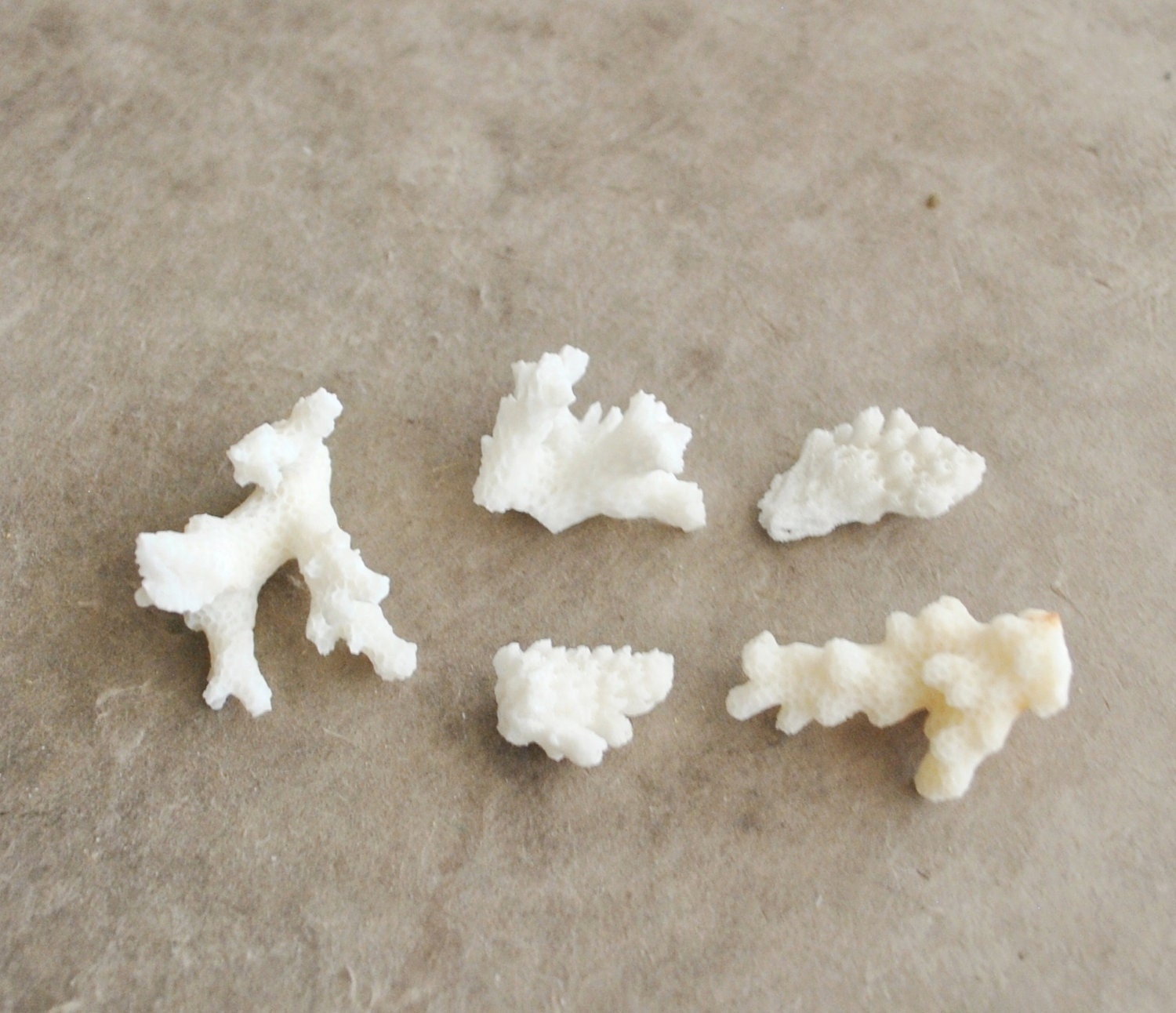 collection beautiful small white coral branch pieces (5 pc) great for wire wrapping or setting