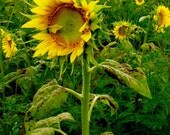 Perks of a Sunflower Photograph