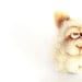 Needle Felted Toy - Funny Cat. Felt Toys.White. Cream. Pastel. Natural colors. Autumn colors. Gift under 40