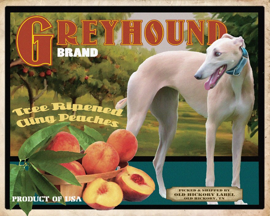 Greyhound Crate