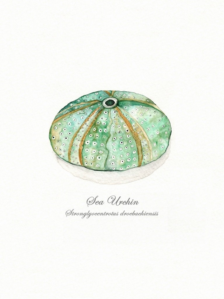 Sea Urchin/ watercolor print/teal/light green/aqua/tan/sea/ocean life/ Archival Print