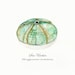 Sea Urchin/ watercolor print/teal/light green/aqua/tan/sea/ocean life/ Archival Print