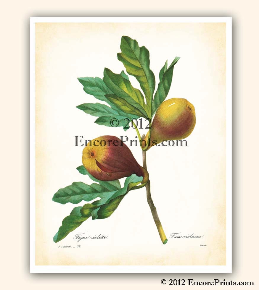 Botanical Art Print Redoute FIGS Vintage Kitchen Home Decor Antique Art Print 8x10 inches
