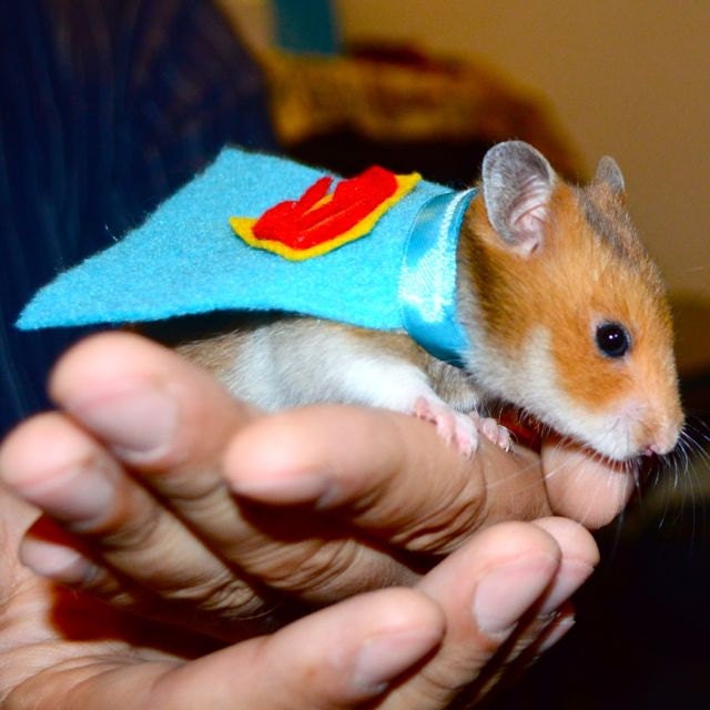 Superman hamster costume. Hamster / pet Halloween costumes by la Marmota Café.