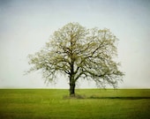 Spring Tree 8x12 Fine Art Photography Field Grass Green Blue Minimalist Home Decor Wall Art