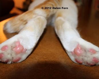 Cat Feet  - 8 X 10 Dry Mounted Print