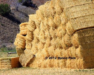 Baling Out  - 8 X 10 Dry Mounted Print