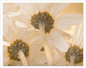White Moss Daisy Photograph, Shabby Chic Art Print, Girl Nursery Art Decor, White Green Art Photo, botanical flower print