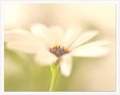 Cream White Daisy Photograph, Shabby Chic Art Print, White Bathroom Art print, Girlie Nursery Art Decor, White Green Flower Photograph
