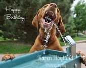 Vizsla Dog birthday cards - set of 5