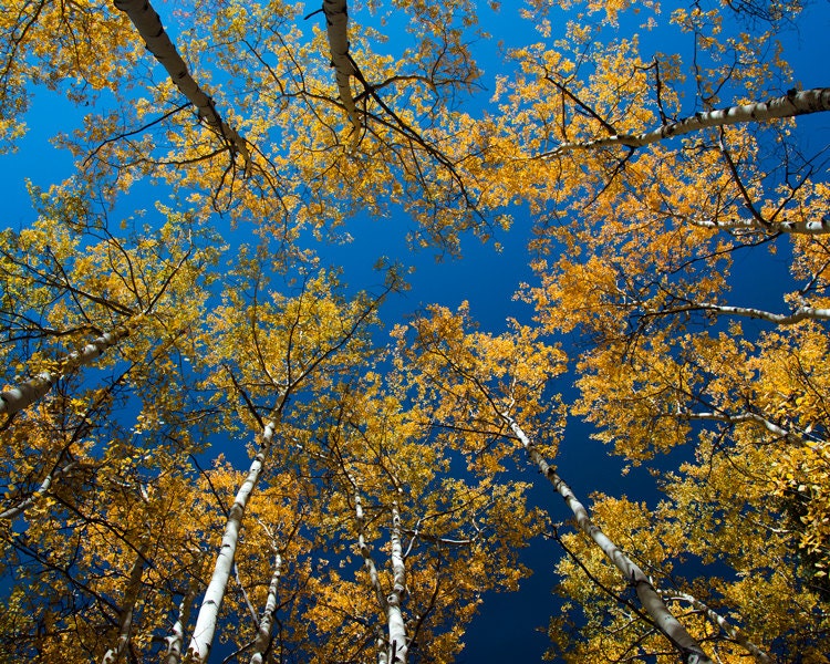 looking up at Aspen trees in fall colors fine art photograph print 8x10