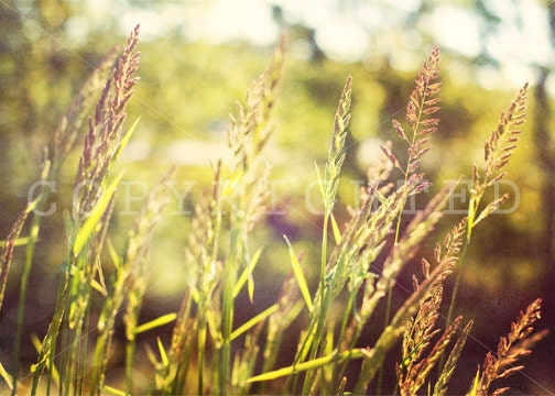 vintage grass, vintage field color print (5x7)