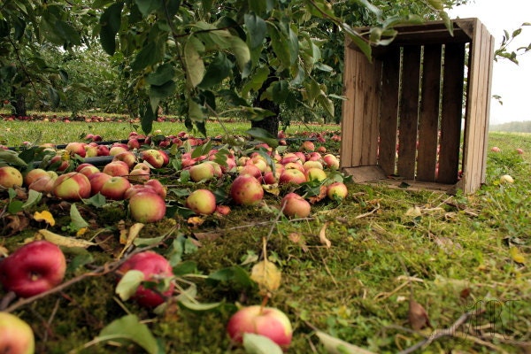 Kitchen wall decor, apple orchard, fruit print, food photography fall decor harvest photo 5x7 (13x18) 5x5 (13x13)F R E E  SHIPPING