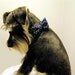 Navy Blue with White Polka Dots - Bowtie Adjustable Dog Collar