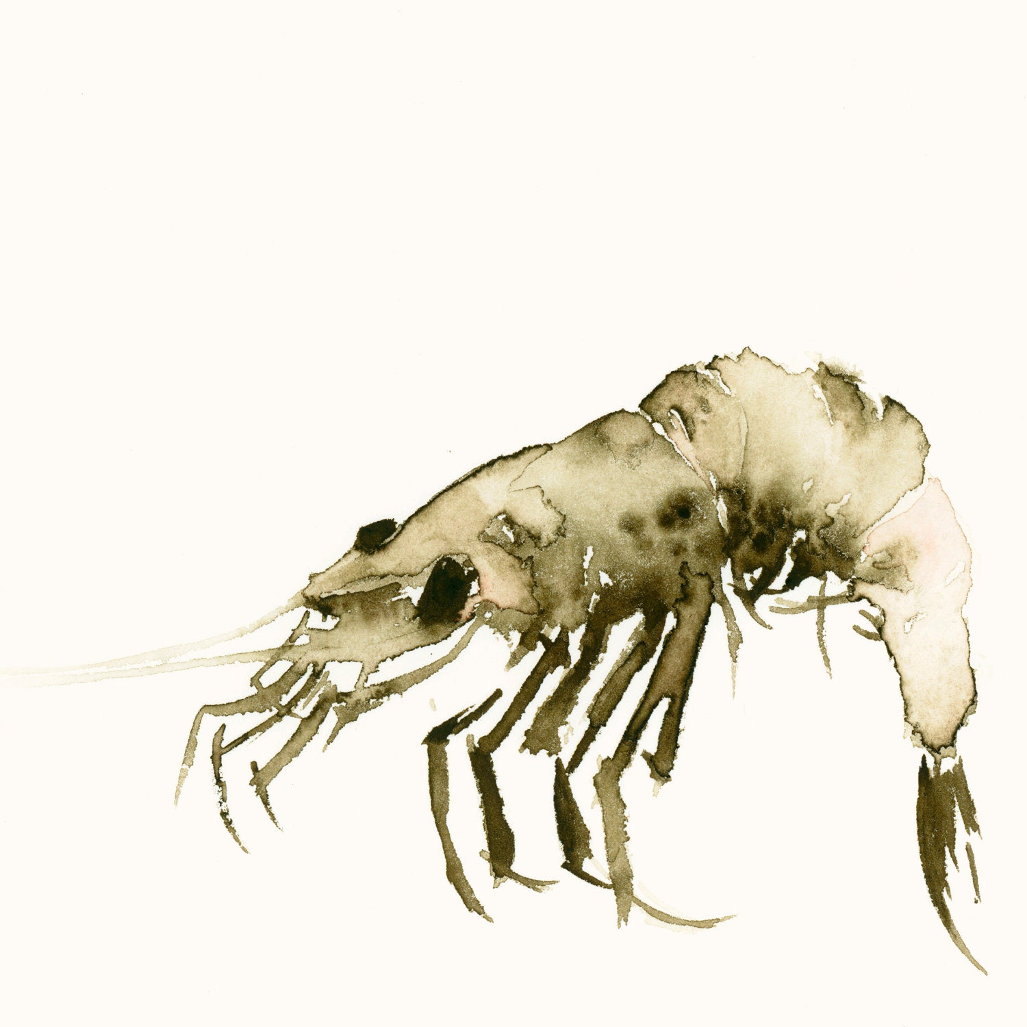 Giclee Print from Original Watercolor - Sea Prawn
