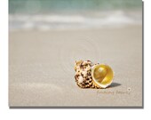 Seashell Photography - Golden Sea Shell, Beach Photo, Neutral Shabby Cottage Home Decor, Pale Tan Sand Blue Coastal Waves - 8x10 Photograph