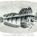Butterfly blenny, fish, antique engraving, sea life, underwater, ocean, black and white home decor, fisherman, nature lover decor