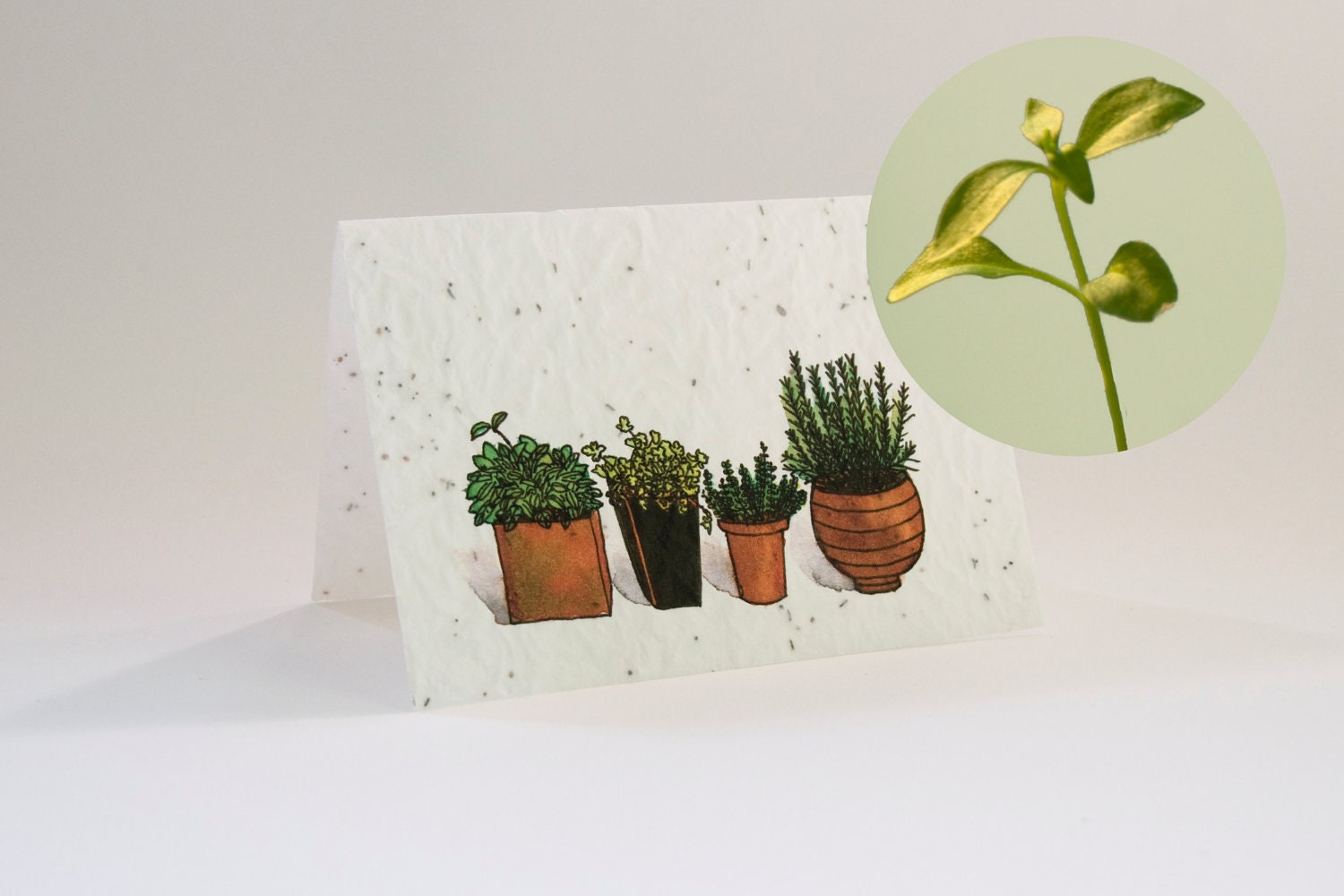 Greeting card Garden herbs - blooming greeting card with flower seeds and watercolor illustration
