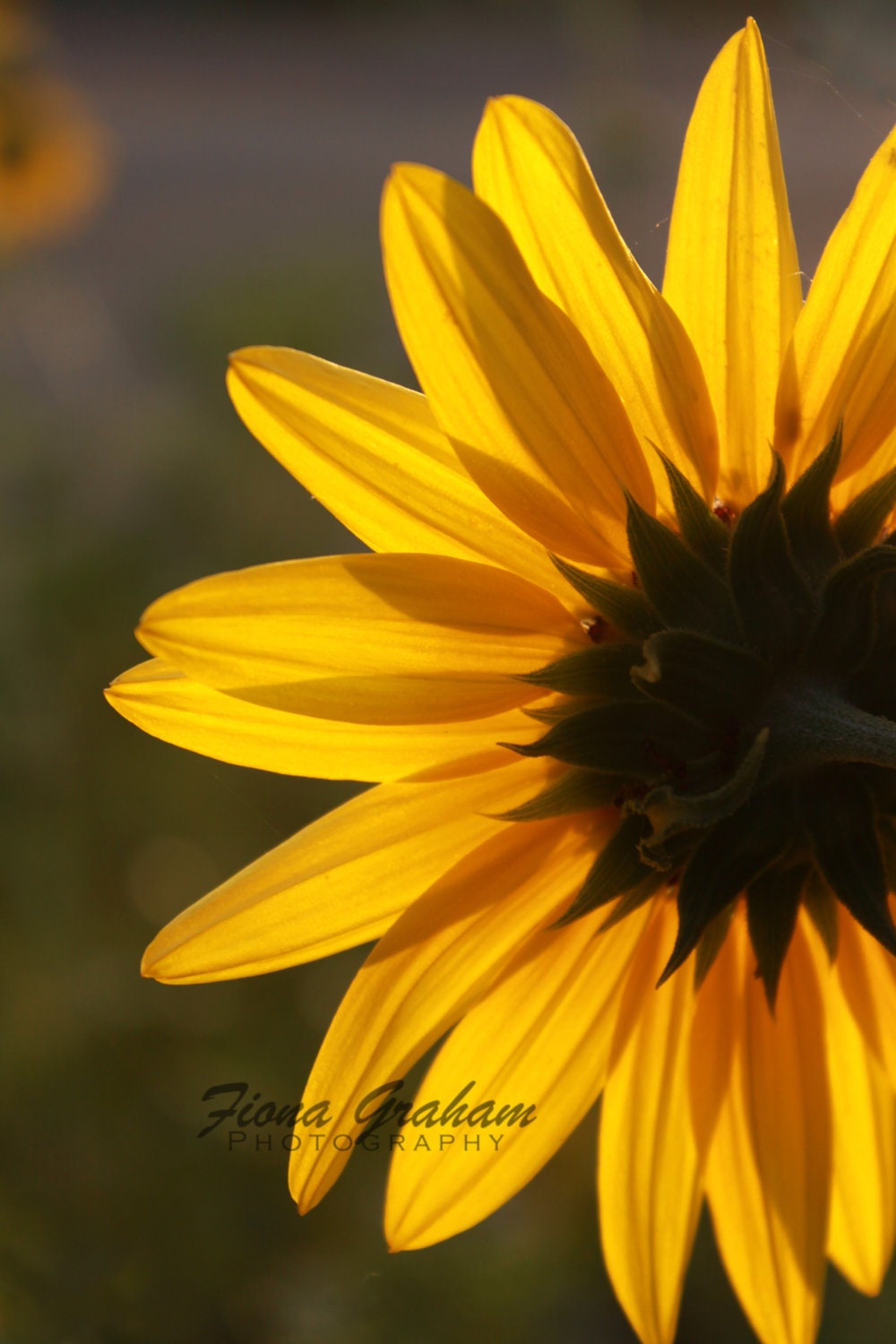 You are my Sunshine - Sunflower Photograph -Fine Art Nature Photography - home decor- FREE SHIPPING- 8x10 print