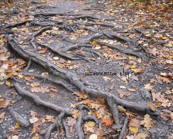 8x10 - Photograph - Roots - Leaves - Nature Trail - Fall Autumn - Gatineau Park Quebec