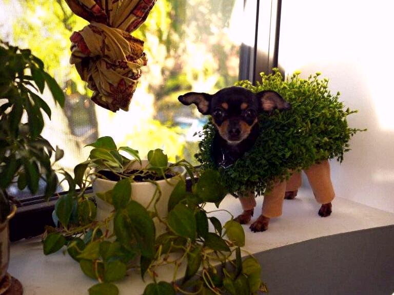 Pet Halloween costume for your pet -  Chia Pet inspired .... .dog ...cat ... plant terra cotta legs