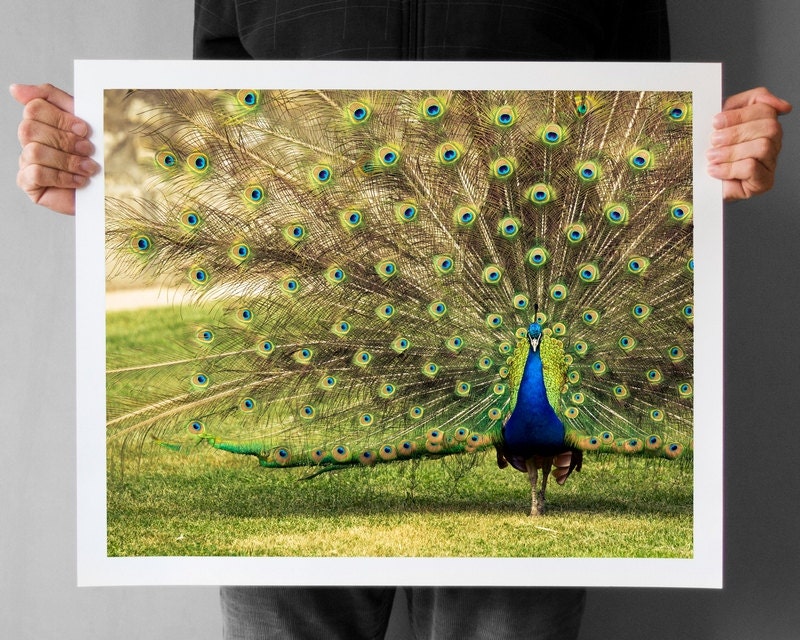 Peacock Photograph Print - 16x20, Peafowl Showing off Feathers print on canvas or photo paper 16x20