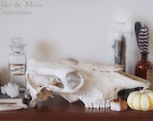Partial bovine skull. Natural History.
