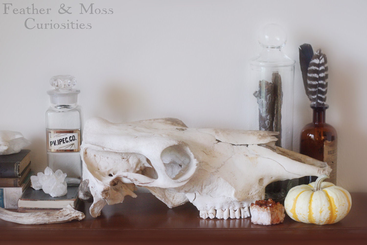 Partial bovine skull. Natural History.