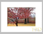 Matted Autumn Landscape Fine Art Photography Print, Red Berries in Rain, 8x10 Matted to 11x14, Home Decor Gift Ideas