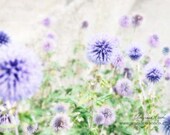 Purple Flower Nature Photo, Dandelion, Magical, 8x12, Wildflower meadow fields, Switzerland, Summer Prairie, Botanical, Nursery, Home decor