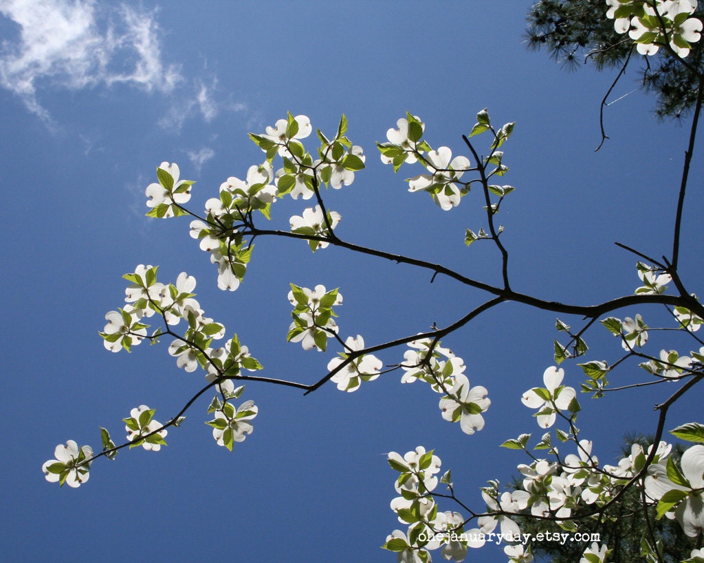 Dogwood Art Photograph, Spring Art Print (8x10)