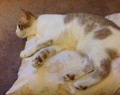 Kitty Cozy XL Catnip Bed