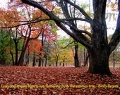 Fall under an Oak - Emily Bronte - autumn leaves - fall colors - old oak tree - copper leaves - original nature photograph - wall art - 8x10