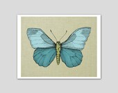 Butterfly Print Blue Moth Butterfly Art Print 8 x 10