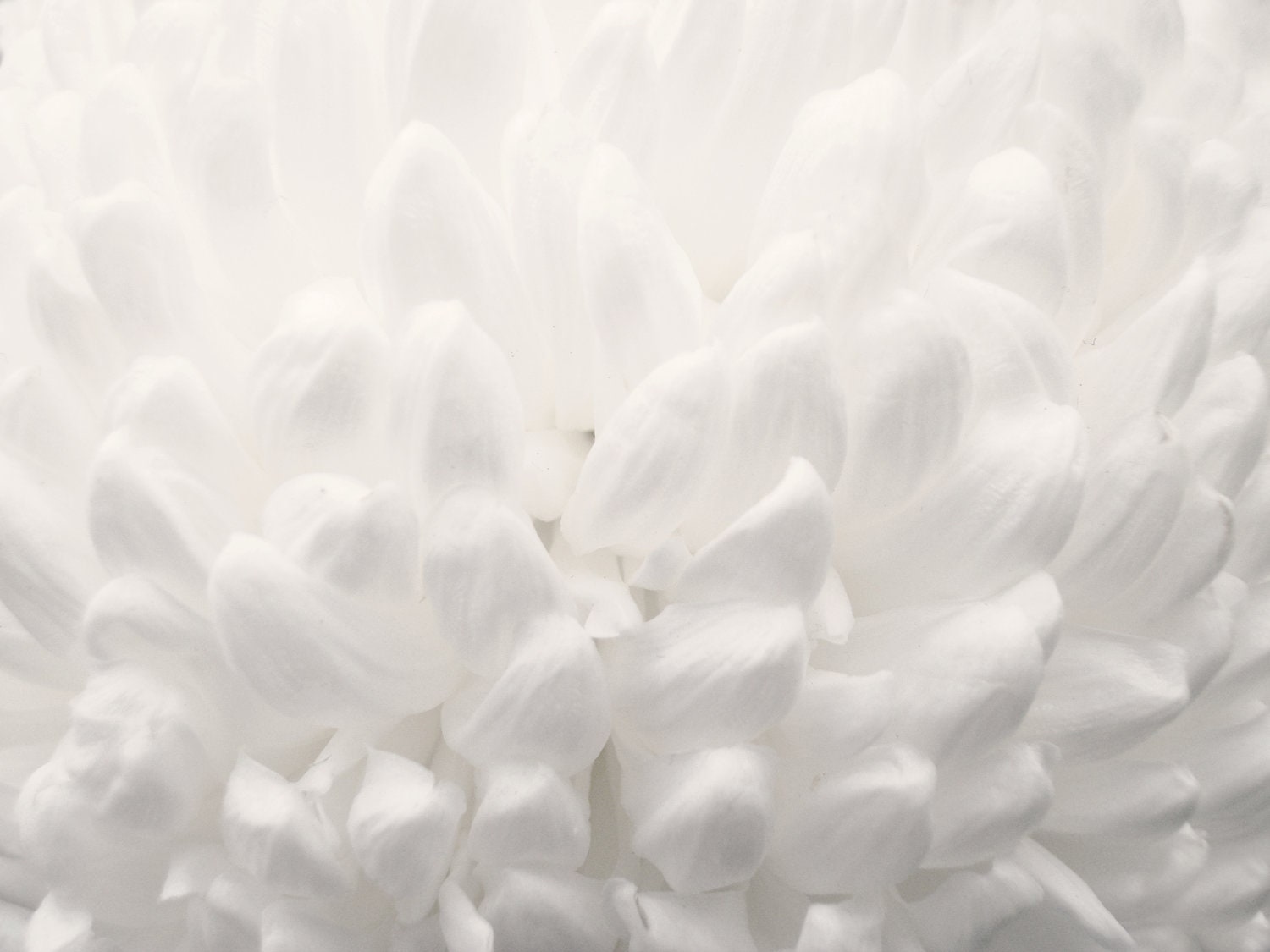 8x10 Original Fine Art Print Abstract Art Bright White Brilliant Simple Floral Print Minimalist Photography Dreamy Nature Fine Art