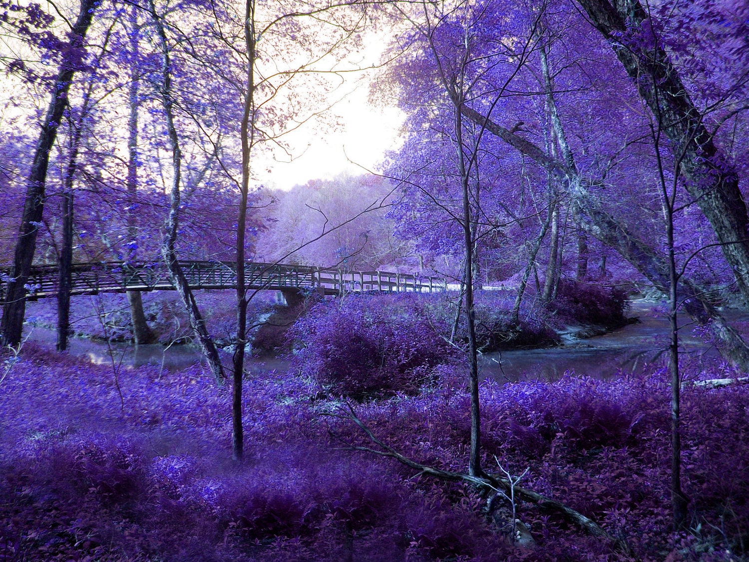 Purple Nature Scenes