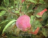 Nature Photography Apple Wall Art - Red Wall Decor - Apple Decor - 5x7 Fine Art Photograph - Red Green Apples