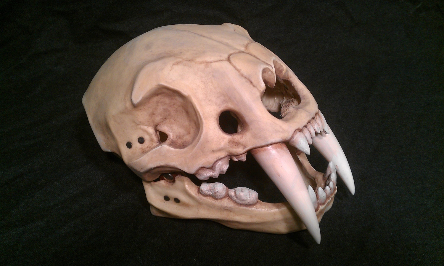 Sabre tooth tiger skull helmet. Larp safe.