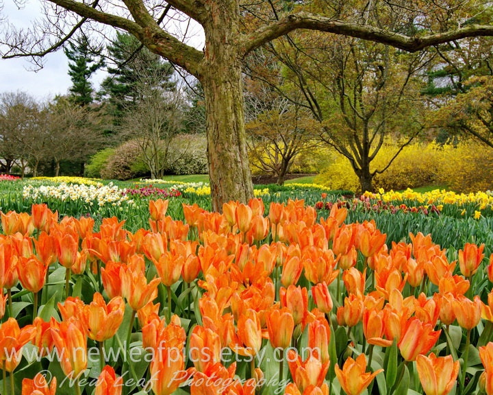 Tulips and Daffodils, Spring blooms, Orange, yellow and green, landscape photography, home decor, wall art, 8x10