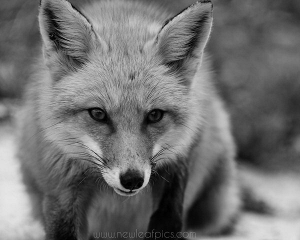 Black and White Animal Photography, Red Fox photograph, Nature home decor, wall art, 8 x 10 fine art print