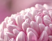 Nature Photography, botanical print, Pink Mum flower portrait, fine art print, 8x10 photograph