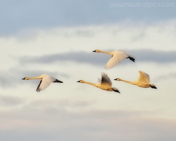 Nature Photography, Bird Print, Swans in Flight, blue and white nursery art, home decor, 8x10 fine art print