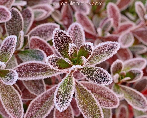 Nature Photography, frost covered Azalea leaves, burgundy, red and green, Fall photography, 8 x 10 fine art print