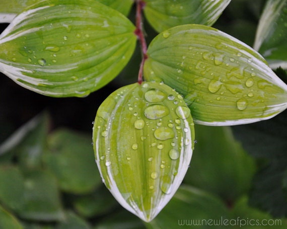 Nature photography, Rain Drops on leaf, green and black wall art, 8x10 photograph