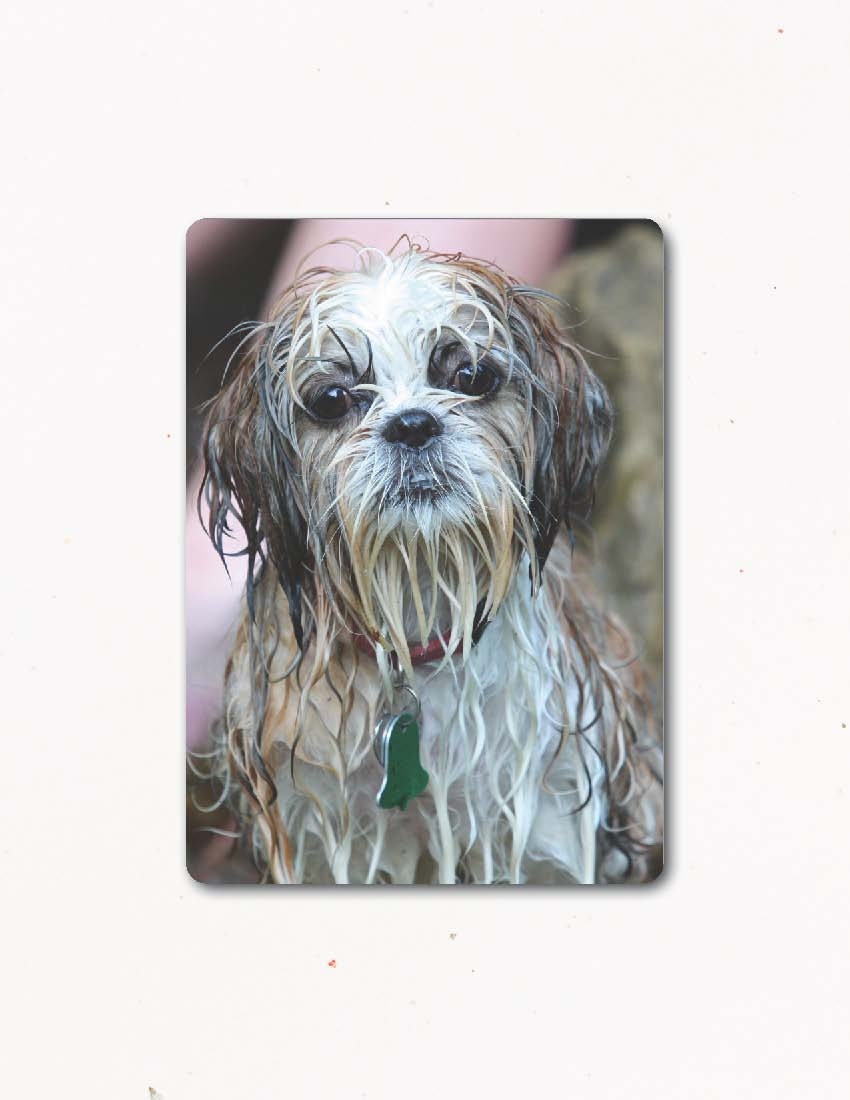 Humorous Greeting Card, WET DOG, Eco, Handmade, Humorous, Farm Fresh Photo