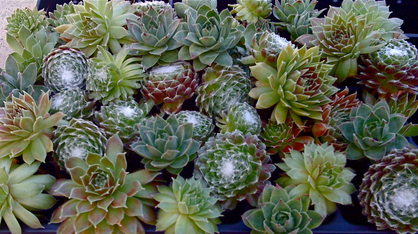 9 SUCCULENT PLANTS, Hens n Chicks  Collection, Succulent Wedding, Boutonnieres, Vertical Garden, Bridal Bouquet