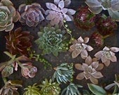 SUCCULENT WEDDING, PACKAGE 3 - Suculent Centerpieces, Succulent Bouquets,